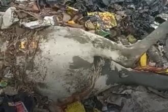 गौरक्षा मुस्लिम विरोधी राजनितिक हथियार है