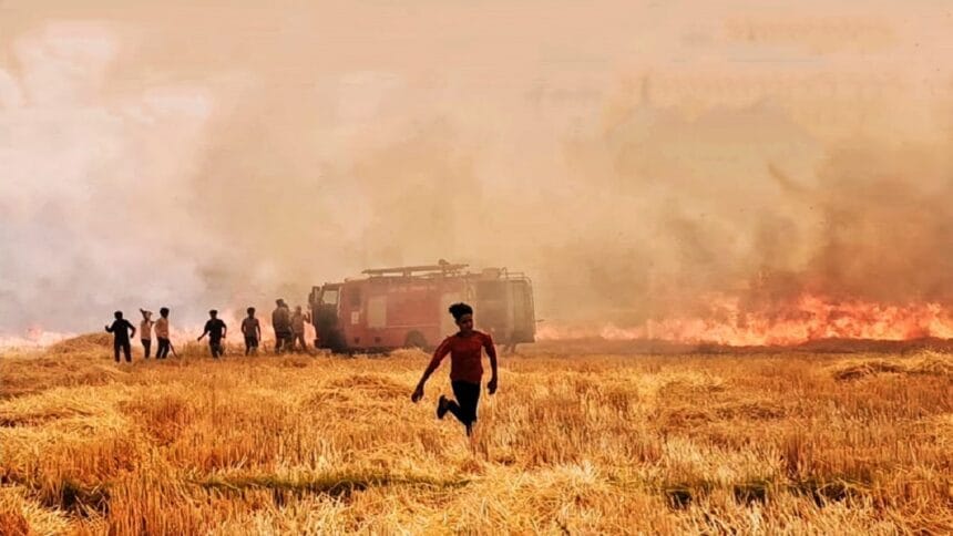 1200 बीघा फसल जलकर खाक, डीएम, एसडीएम ने किया मुआयना